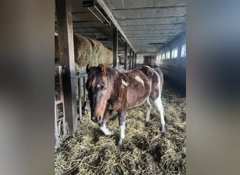 Meer ponys/kleine paarden Mix, Merrie, 8 Jaar, Tobiano-alle-kleuren