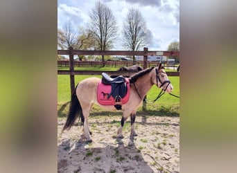 Meer ponys/kleine paarden, Merrie, 9 Jaar, 115 cm, Red Dun