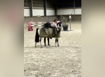 Meer ponys/kleine paarden, Merrie, 9 Jaar, 115 cm, Red Dun