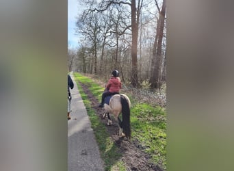 Meer ponys/kleine paarden, Merrie, 9 Jaar, 115 cm, Red Dun