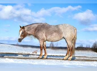 Meer ponys/kleine paarden, Merrie, 9 Jaar, 117 cm, Roan-Red