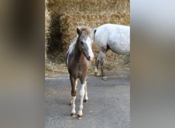 Meer ponys/kleine paarden, Merrie, 9 Jaar, 118 cm, Appaloosa
