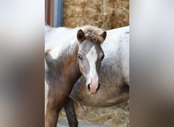 Meer ponys/kleine paarden, Merrie, 9 Jaar, 118 cm, Appaloosa