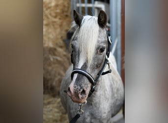 Meer ponys/kleine paarden, Merrie, 9 Jaar, 118 cm, Appaloosa
