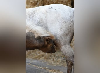 Meer ponys/kleine paarden, Merrie, 9 Jaar, 118 cm, Appaloosa