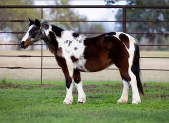Meer ponys/kleine paarden, Merrie, 9 Jaar, 119 cm, Roan-Bay