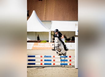 Meer ponys/kleine paarden, Merrie, 9 Jaar, 125 cm, Appelschimmel