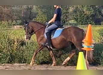Meer ponys/kleine paarden, Merrie, 9 Jaar, 127 cm, Donkere-vos