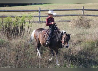Meer ponys/kleine paarden, Merrie, 9 Jaar, 127 cm, Gevlekt-paard