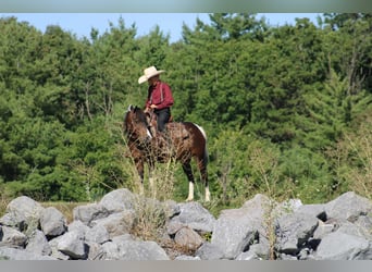 Meer ponys/kleine paarden, Merrie, 9 Jaar, 127 cm, Gevlekt-paard