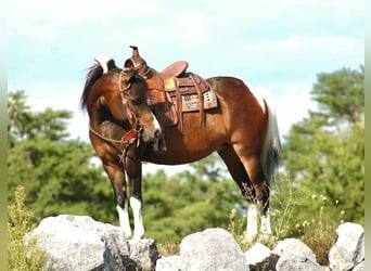 Meer ponys/kleine paarden, Merrie, 9 Jaar, 127 cm, Gevlekt-paard
