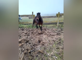 Meer ponys/kleine paarden Mix, Merrie, 9 Jaar, 128 cm, Bruin