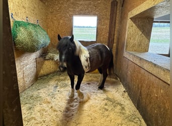Meer ponys/kleine paarden Mix, Merrie, 9 Jaar, 135 cm, Gevlekt-paard