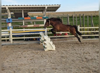 Meer ponys/kleine paarden Mix, Merrie, 9 Jaar, 136 cm, Bruin