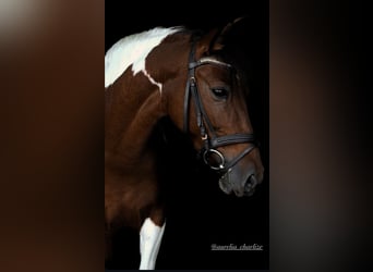 Meer ponys/kleine paarden, Merrie, 9 Jaar, 142 cm, Gevlekt-paard