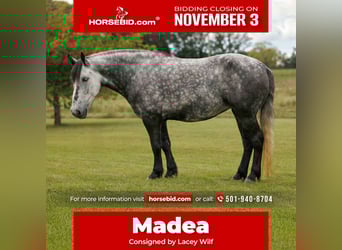 Meer ponys/kleine paarden, Merrie, 9 Jaar, 145 cm, Schimmel
