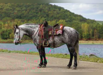 Meer ponys/kleine paarden, Merrie, 9 Jaar, 145 cm, Schimmel