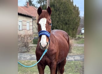 Meer ponys/kleine paarden, Merrie, 9 Jaar, 147 cm, Vos