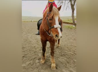 Meer ponys/kleine paarden, Merrie, 9 Jaar, 147 cm, Vos