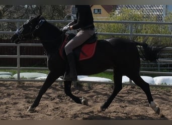 Meer ponys/kleine paarden, Merrie, 9 Jaar, 147 cm, Zwart