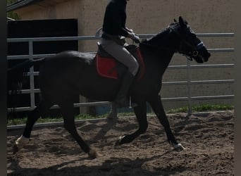 Meer ponys/kleine paarden, Merrie, 9 Jaar, 147 cm, Zwart