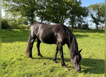 Meer ponys/kleine paarden, Merrie, 9 Jaar, 147 cm, Zwart