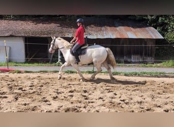 Meer ponys/kleine paarden, Merrie, 9 Jaar, 149 cm, Cremello