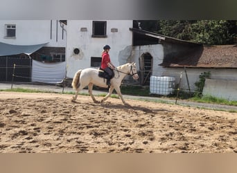 Meer ponys/kleine paarden, Merrie, 9 Jaar, 149 cm, Cremello