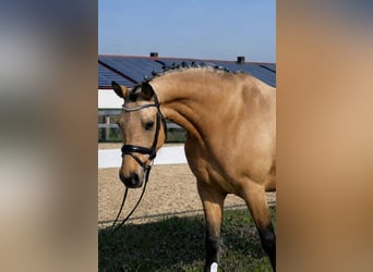Meer ponys/kleine paarden, Merrie, 9 Jaar, 150 cm, Palomino