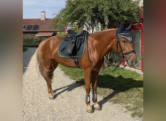 Meer ponys/kleine paarden, Merrie, 9 Jaar, 150 cm, Vos
