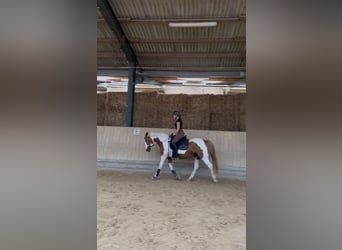Meer ponys/kleine paarden Mix, Merrie, 9 Jaar, 152 cm, Gevlekt-paard