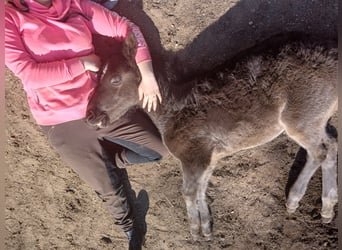 Meer ponys/kleine paarden, Merrie, , 100 cm, Zwart