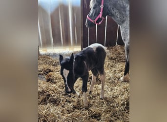 Meer ponys/kleine paarden Mix, Merrie, Veulen (05/2025), 145 cm, Gevlekt-paard