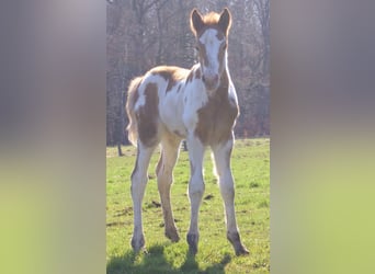 Meer ponys/kleine paarden, Merrie, Veulen (03/2026), 152 cm, Gevlekt-paard