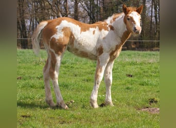 Meer ponys/kleine paarden, Merrie, Veulen (03/2026), 152 cm, Gevlekt-paard