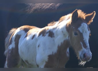 Meer ponys/kleine paarden, Merrie, Veulen (03/2026), 152 cm, Gevlekt-paard