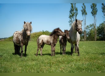 Meer ponys/kleine paarden, Merrie, Veulen (04/2026), 90 cm, Appaloosa