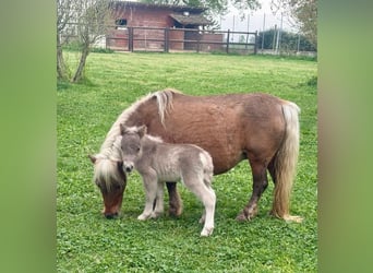 Meer ponys/kleine paarden, Merrie, Veulen (01/2026), Schimmel
