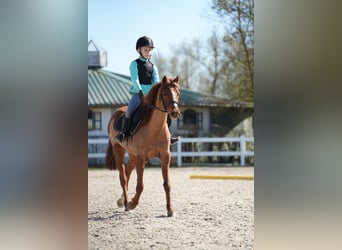 Meer ponys/kleine paarden, Onbekend, 12 Jaar, 128 cm, Vos