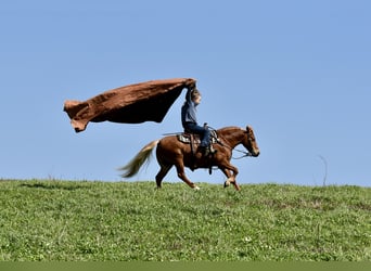 Meer ponys/kleine paarden, Ruin, 10 Jaar, 112 cm, Donkere-vos