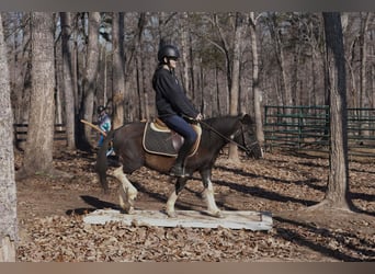 Meer ponys/kleine paarden, Ruin, 10 Jaar, 112 cm, Gevlekt-paard