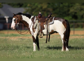 Meer ponys/kleine paarden, Ruin, 10 Jaar, 117 cm, Overo-alle-kleuren