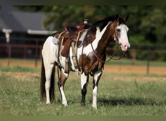 Meer ponys/kleine paarden, Ruin, 10 Jaar, 117 cm, Overo-alle-kleuren