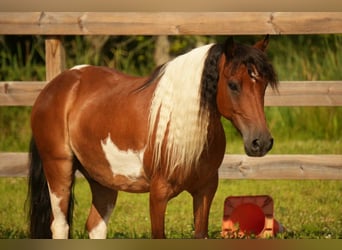 Meer ponys/kleine paarden, Ruin, 10 Jaar, 122 cm