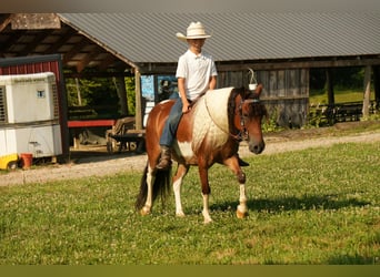 Meer ponys/kleine paarden, Ruin, 10 Jaar, 122 cm