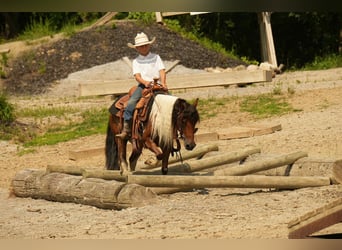Meer ponys/kleine paarden, Ruin, 10 Jaar, 122 cm