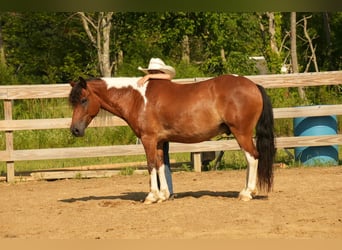 Meer ponys/kleine paarden, Ruin, 10 Jaar, 122 cm