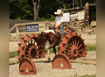 Meer ponys/kleine paarden, Ruin, 10 Jaar, 122 cm