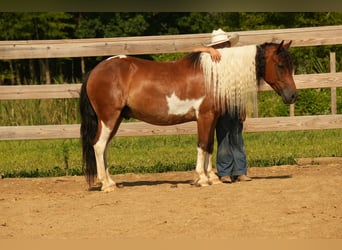 Meer ponys/kleine paarden, Ruin, 10 Jaar, 122 cm