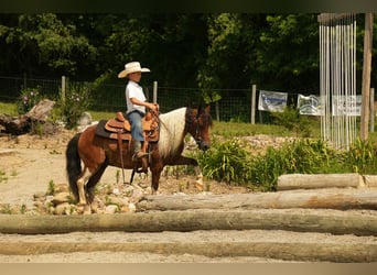 Meer ponys/kleine paarden, Ruin, 10 Jaar, 122 cm